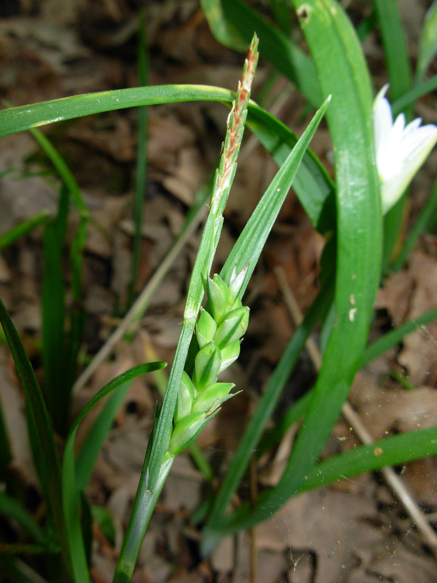 Carex olbiensis Jord. / Carice di Olbia